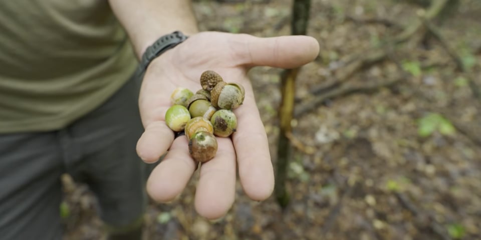 How to Find the RIGHT Acorn Tree for Deer Hunting