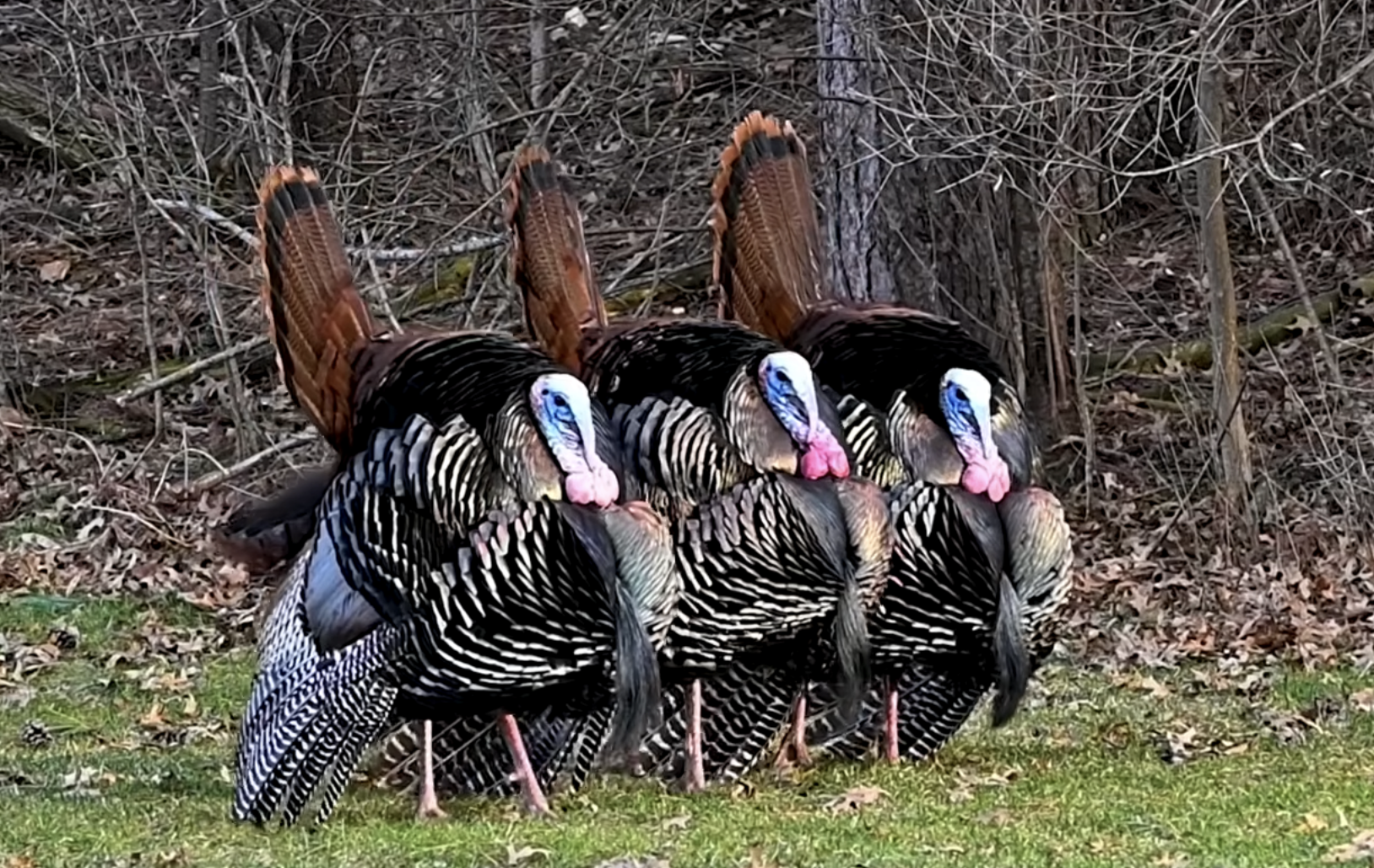 Stop Calling. Start Hunting. Mastering Turkey Hunting