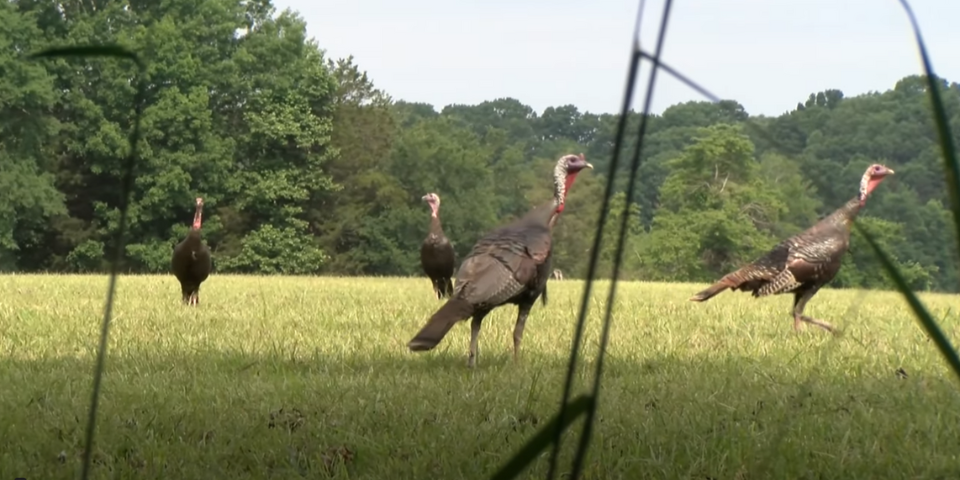 When Turkeys Get Smart