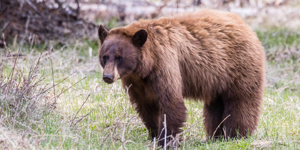 Solo Bear Hunt Success