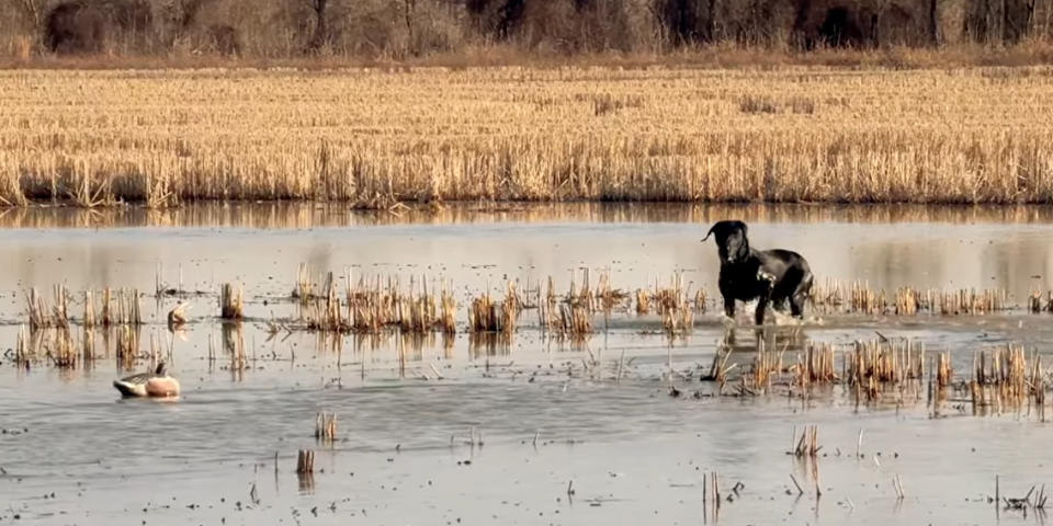 Hunting Dog Fail That Most Duck Hunters Make
