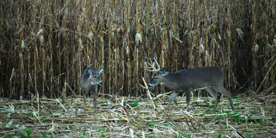 3 Keys to October Deer Hunting