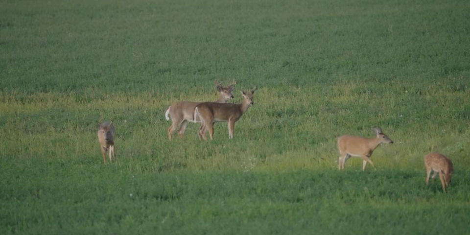 Best Food Sources to Target Mature Bucks