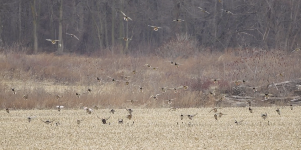 3 Duck Behavior Changes That Win Late Season