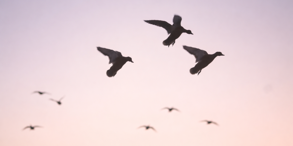 Stop Doing This When Ducks Are Working