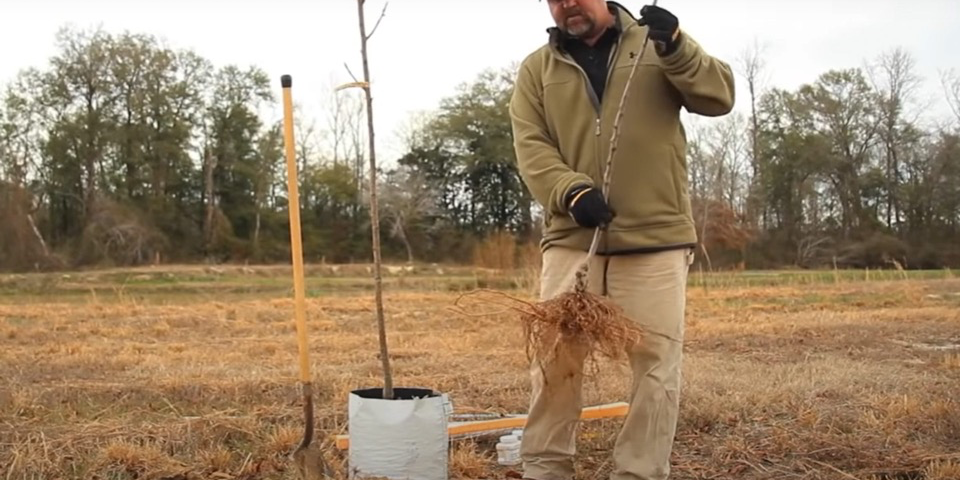 Planting Trees for Whitetail Deer: Plant Now, Benefit Later
