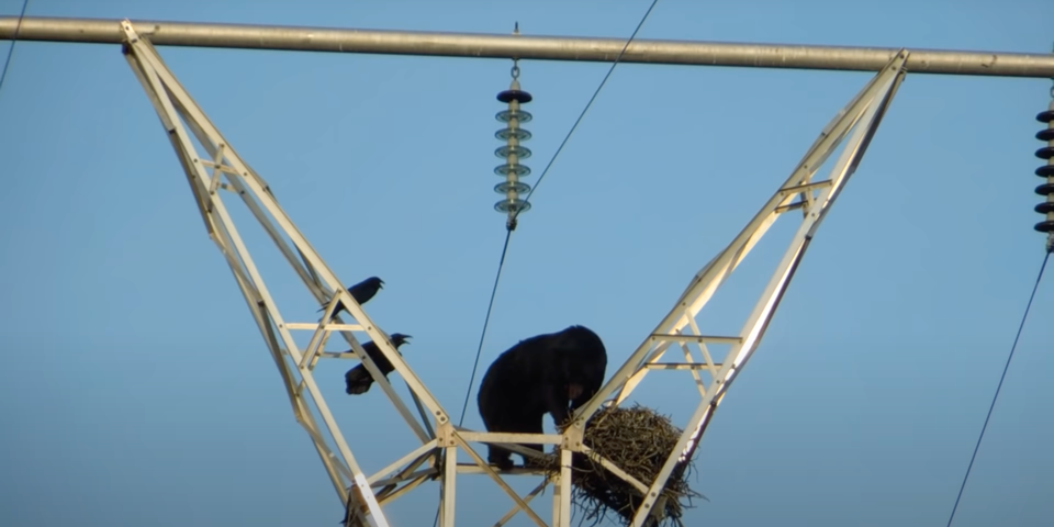 Bear Climbs Electric Pole, Raids Nest