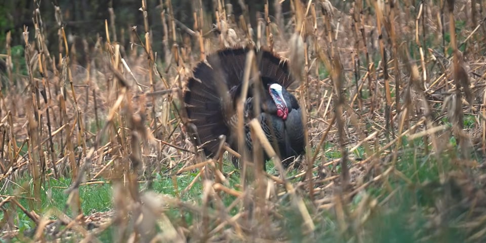 This is What a Perfect Turkey Hunt Looks Like
