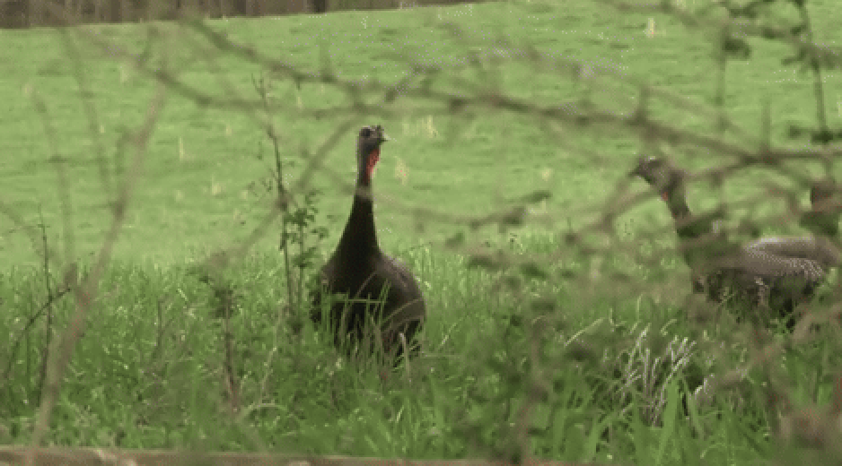 Turkey Calling Like A Real Hen