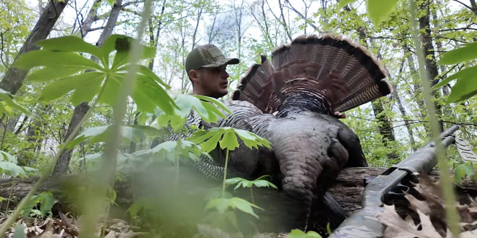 Turkey Hunting Public Land Gobblers in Thick Hardwoods