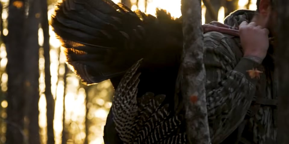 Turkey Hunting New Hampshire: Big Woods Turkey Calling