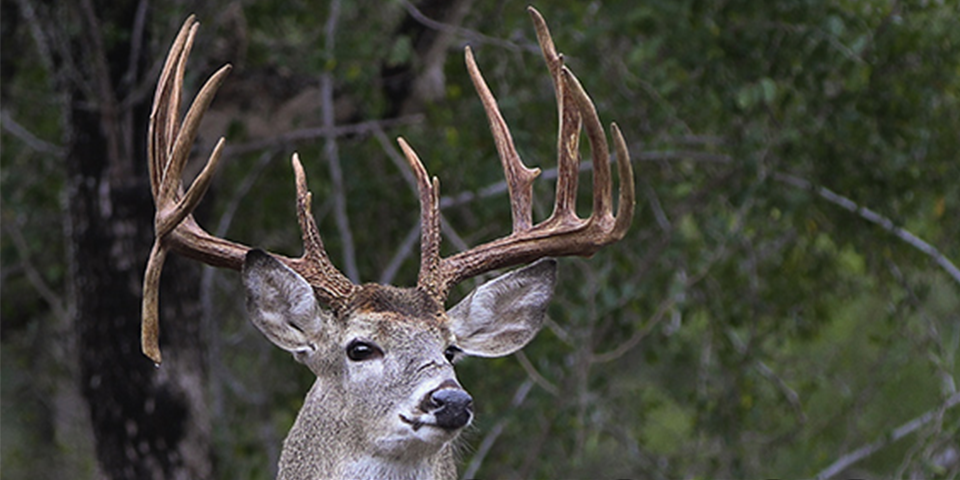 Tracking Bucks In The Snow! | The Whitetail Collective