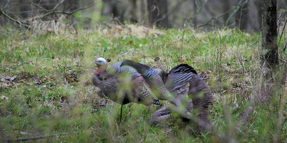 Mossberg’s Spring Collective | Crazy Spring Turkey Hunts – Ep. 3