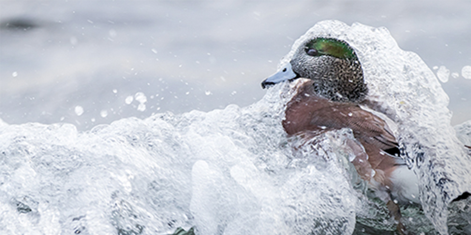 6 Tips For Sea Duck Hunting Success
