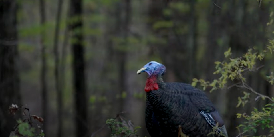 New York Gobbler Down | Spring Collective