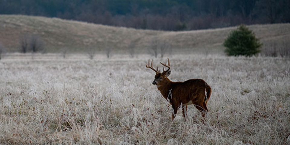 Rifle Buck Down in New Hampshire | The Whitetail Collective