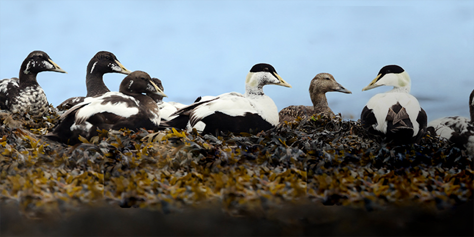 Eiders on the Atlantic: A Duck Hunting Story