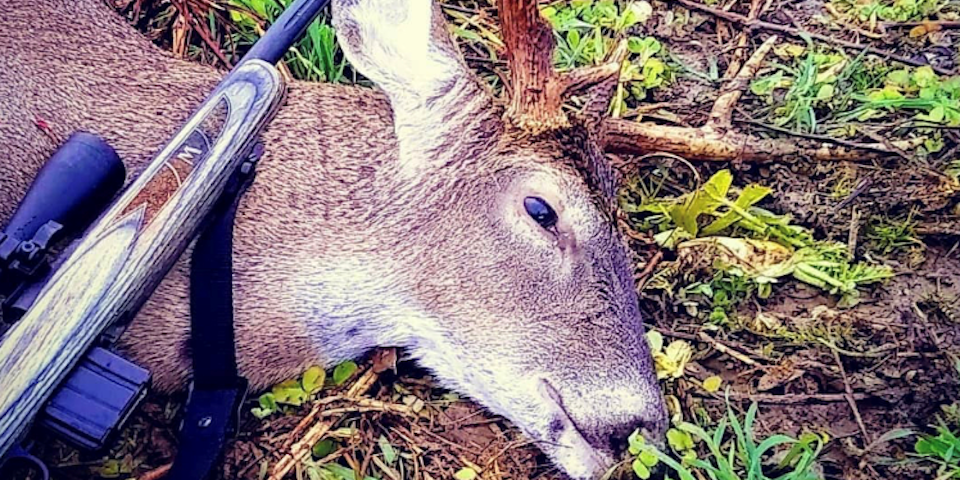 Shotgun vs. Rifle for Deer Hunting