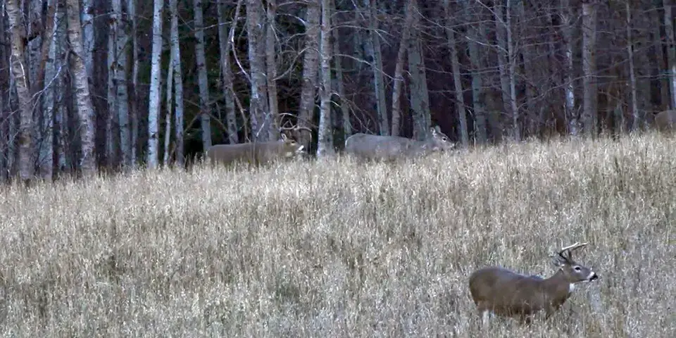 Hunting Alberta for Giant Rutting Bucks