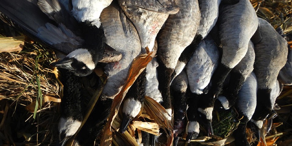 The Waterfowl Collective | End of Early Season SMASH