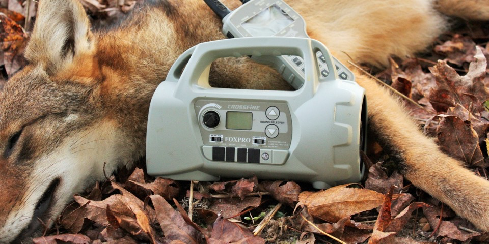 Calling Coyotes During the Breeding Season