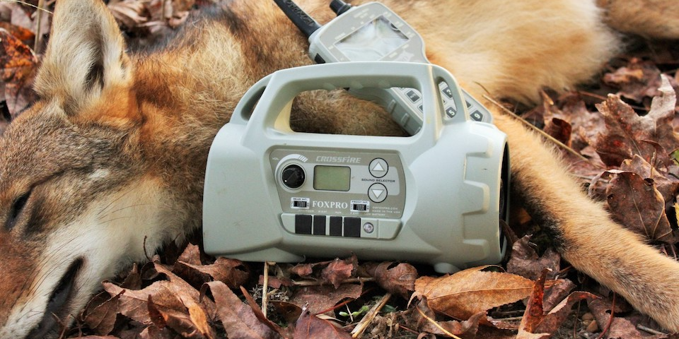 Coyote Hunting: The Numbers Game