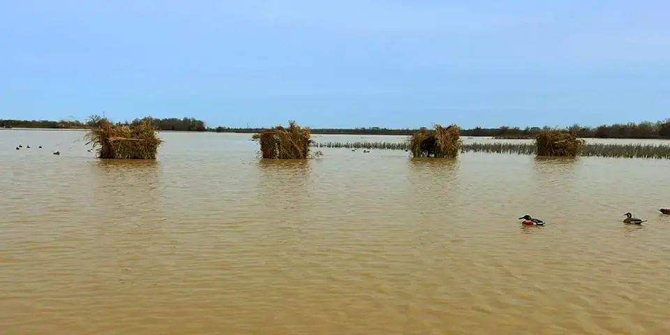 Best Duck Blind Ever?