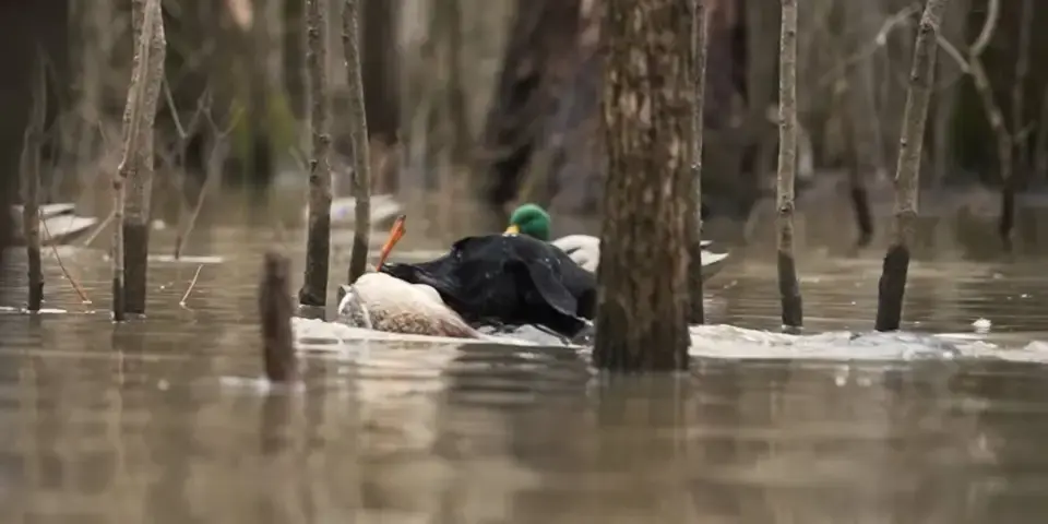 Flooded Timber Decoy Tactics