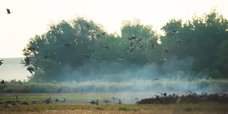 How To Hunt Geese After A Weather Front