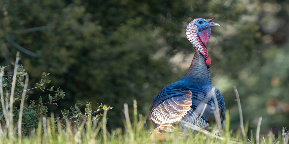 The Subtle Sabotage: Are You Making This Mistake As A Turkey Hunter?