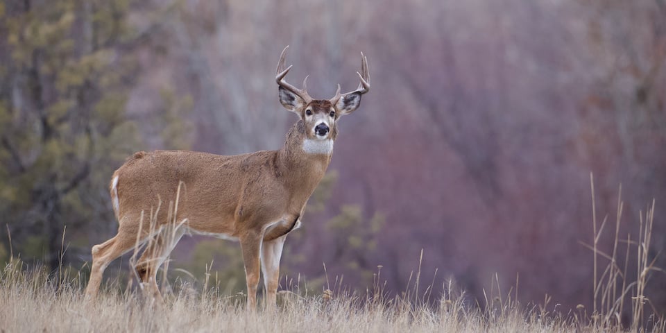 Season Quest for a Buck Called King