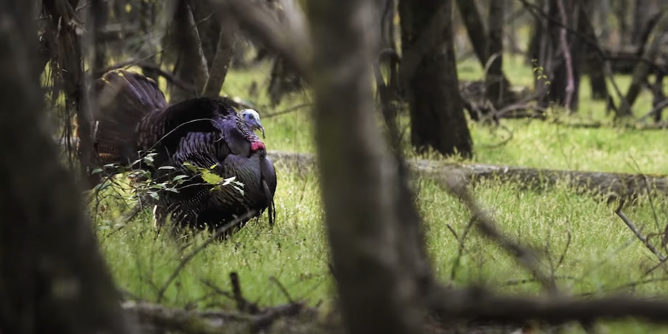 Final Days Turkey Hunting in Mississippi