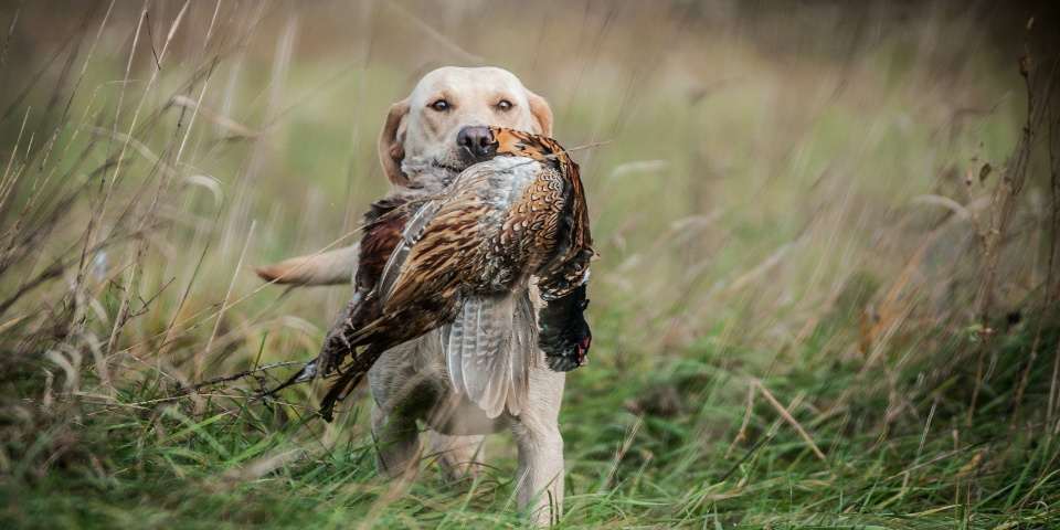 Care Considerations for the Aging Bird Dog