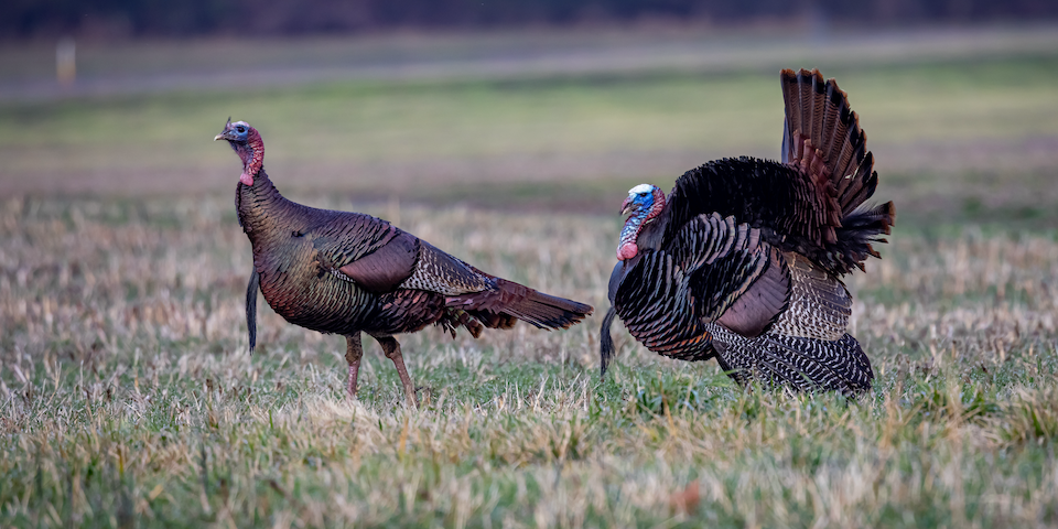 Why You Are Not Tagging Turkeys