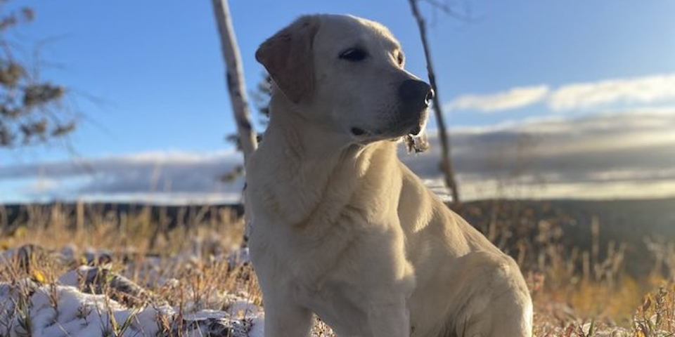 Aging Bird Dog? Blue Grouse Is The Perfect Retirement Hunt