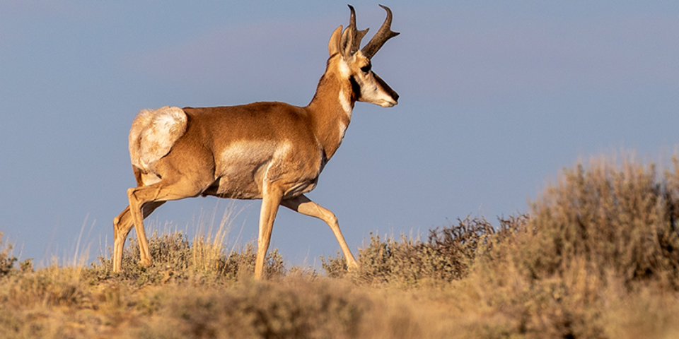Get Back to the Basics | Antelope Depredation Hunt