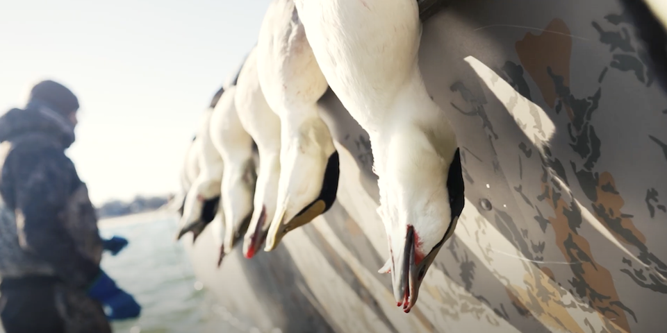 Sea Duck Hunting | Eider Catch Clean Cook