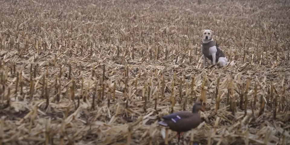 Field Mallard Hunt in the Fog | The Waterfowl Collective – Ep. 15