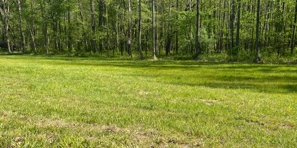 Food Plots: How To Get Started And Plant Successfully