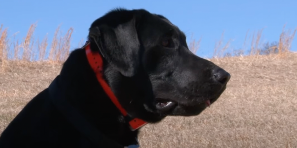 How To Train A Gun Shy Hunting Dog