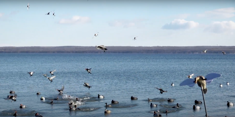 How to Run a Decoy Spread for Diver Ducks