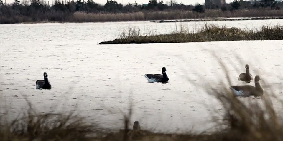 The Waterfowl Collective | Hunting Brant in Long Island