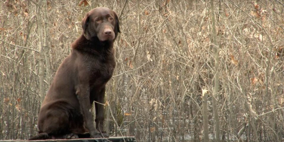 A Dog Crate And Wisdom: Traveling With Your Hunting Dog