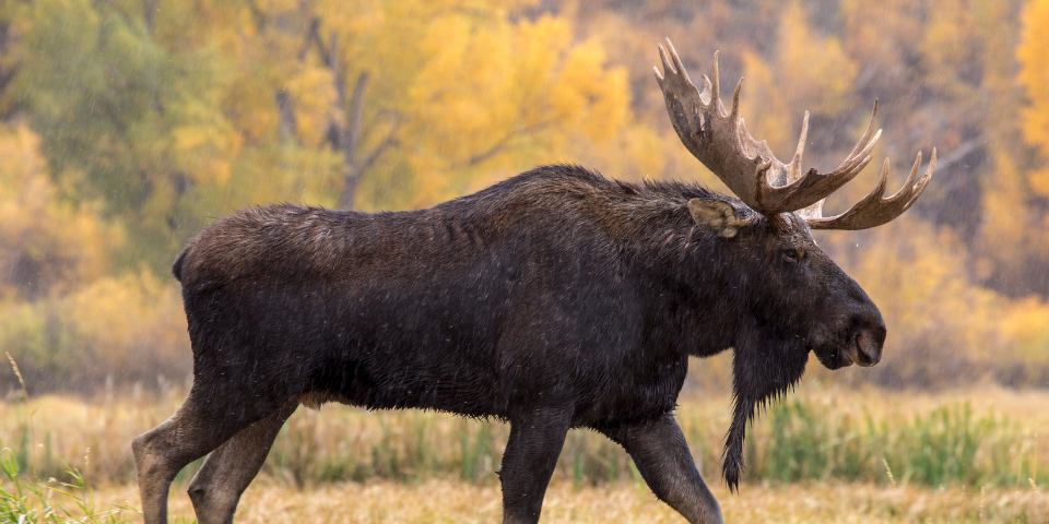 10 Best Moose Hunting Cartridges of All Time