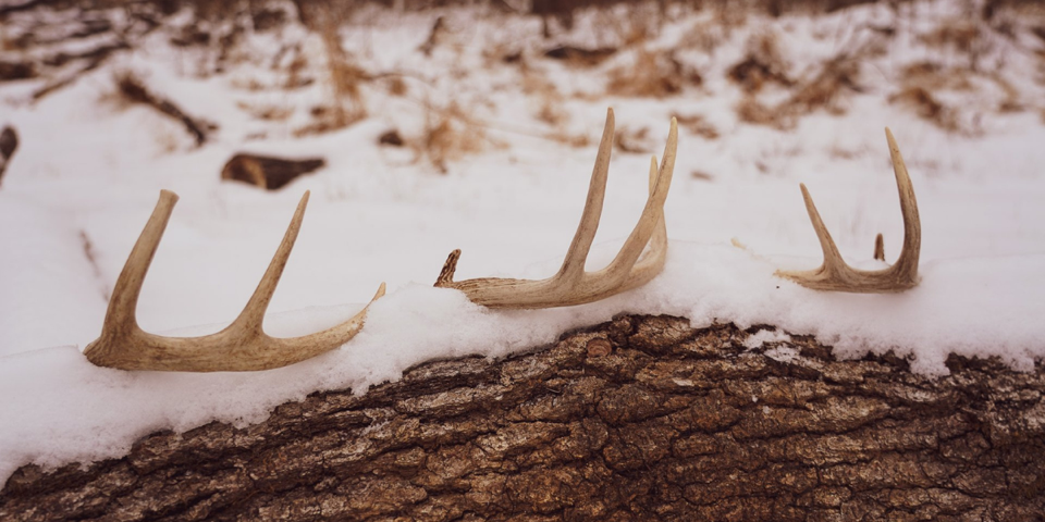 How to Find More Shed Antlers on the Properties You Hunt