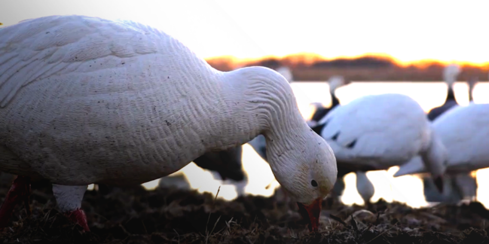 The Waterfowl Collective | Snow Goose Hunting in Missouri