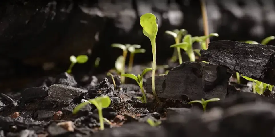 Benefits of Using Prescribed Fire for Land Management